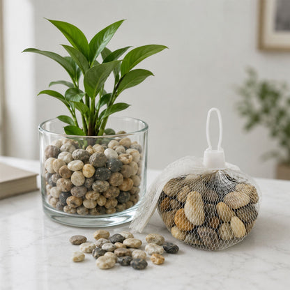 Natural River Pebbles Stones For Aquarium Vase Planter And Garden Decor (1 Set)
